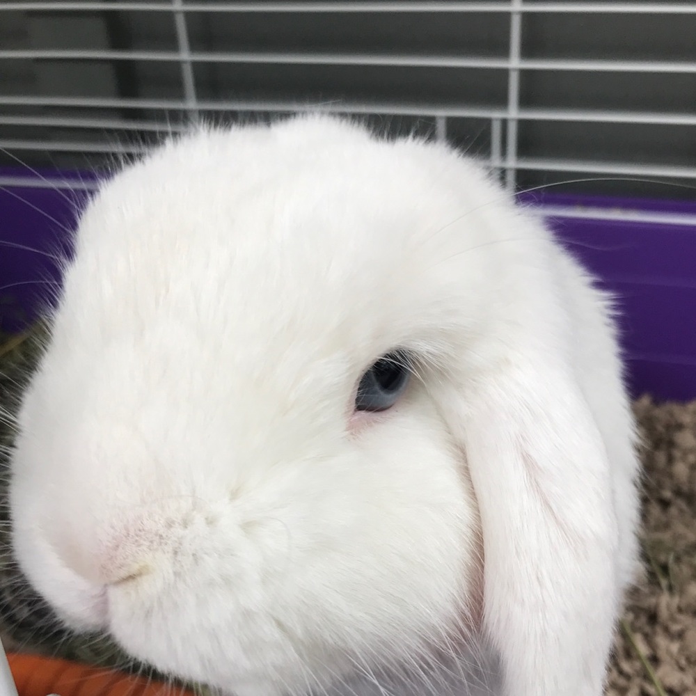 Meet your Posher, Nora